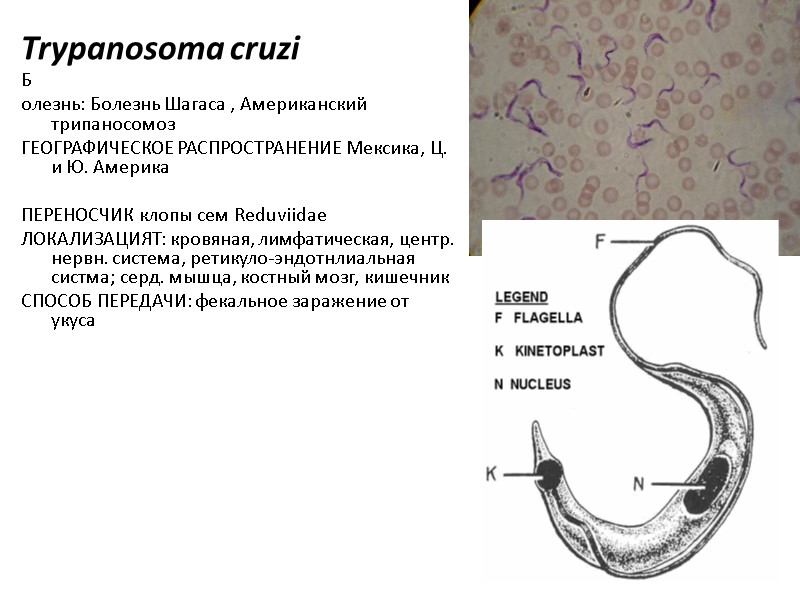 Trypanosoma cruzi Б олезнь: Болезнь Шагаса , Американский трипаносомоз ГЕОГРАФИЧЕСКОЕ РАСПРОСТРАНЕНИЕ Мексика, Ц. и
